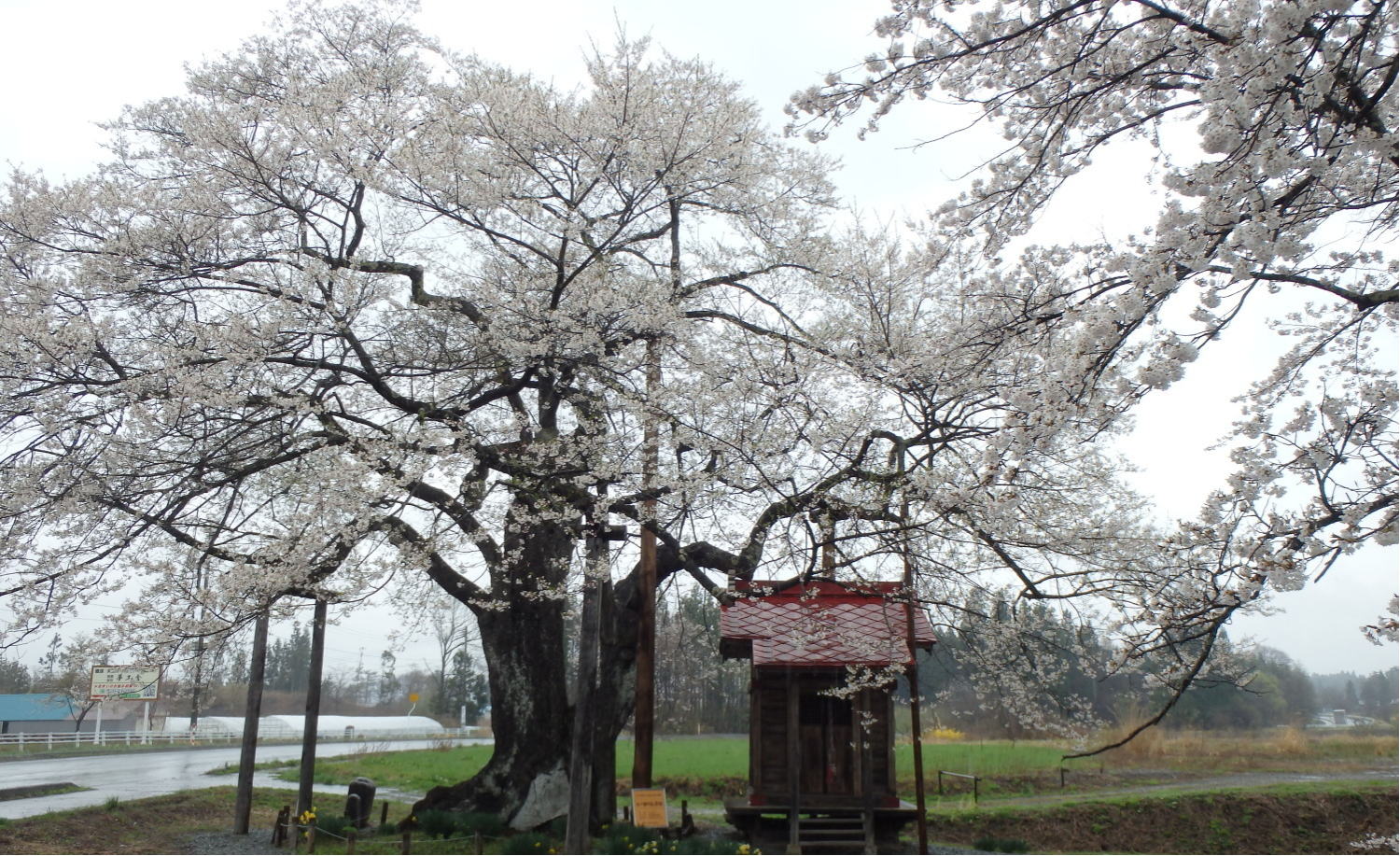 あんな本こんな本、あんな本こんな本サイクリング、エミール・ゾラ、生きる歓び、雫石・弘法桜