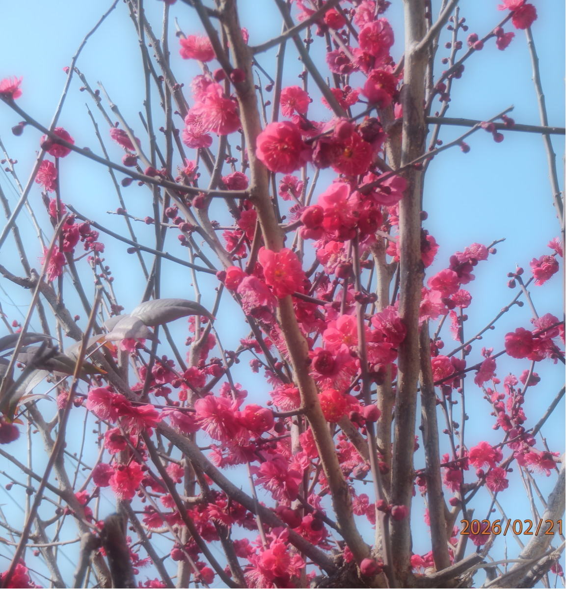 あんな本こんな本サイクリング、読書感想、きょねんの木、新美南吉